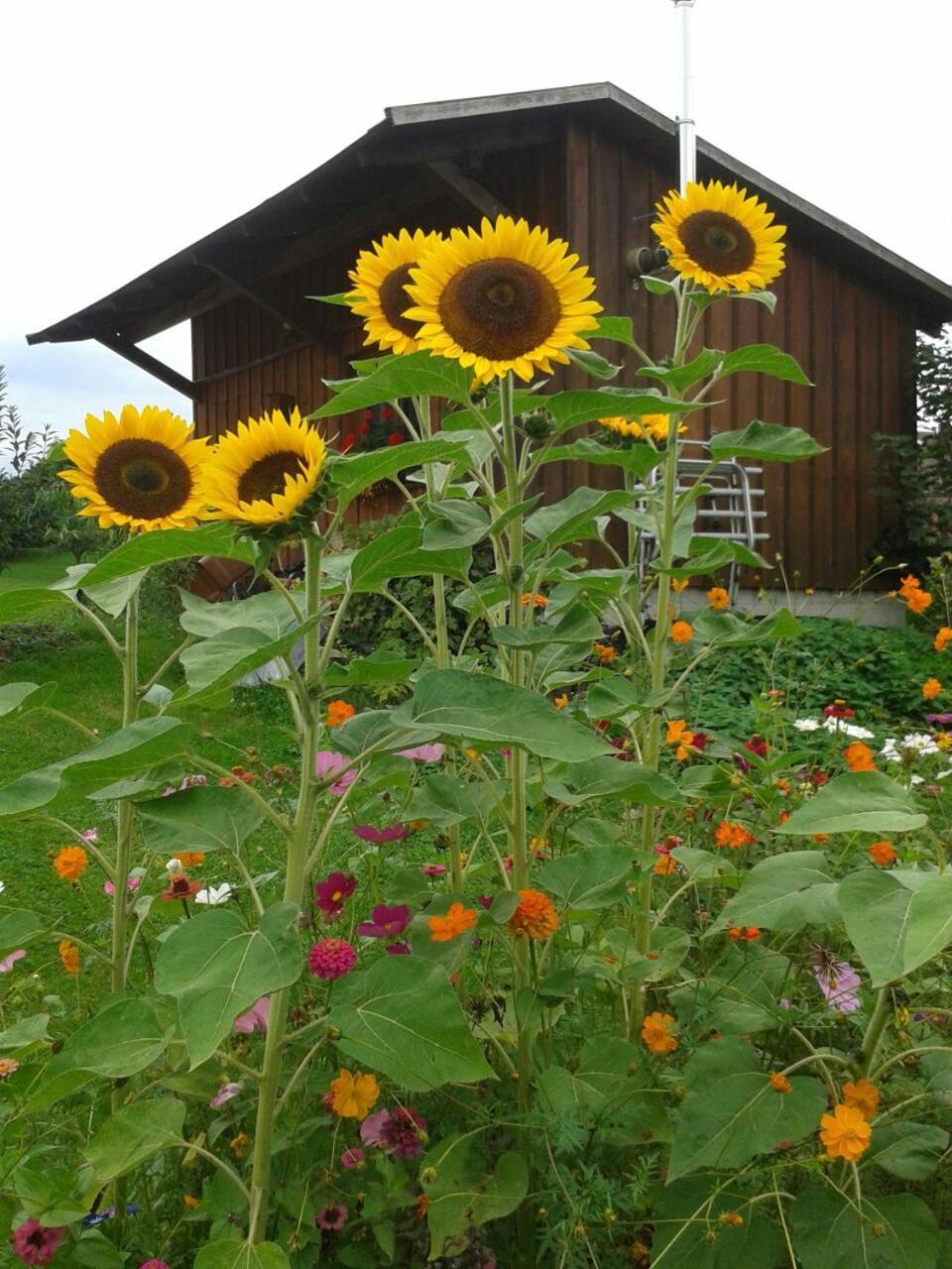 Ferienhaus Keller Lippertsreute Luaran gambar